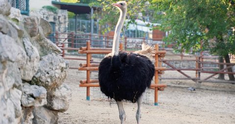 ostrich on an eco farm at the zoo