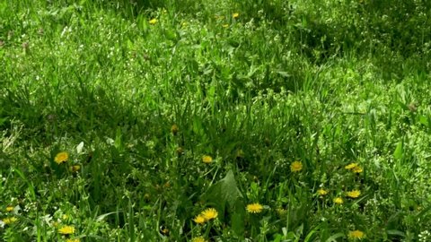 Beautiful Green Meadow, Green Glade with Small Wildflowers Dandelions and Fresh Green Grass, Camera Slide.  Natural Background.