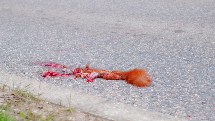 Dead Common Squirrel Hit by Car