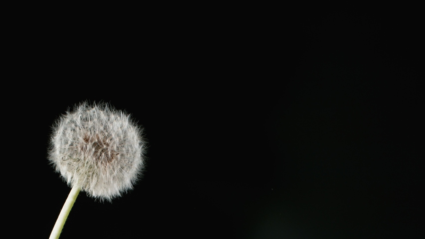 Macro Shot of Dandelion being blown in super slow motion on black background. Filmed on high speed cinematic camera at 1000 fps. Royalty-Free Stock Footage #1089806411