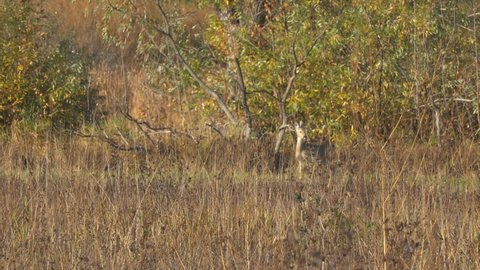 A roe deer grazes in an autumn meadow in front of a thicket of bushes and listens anxiously. Soft focus