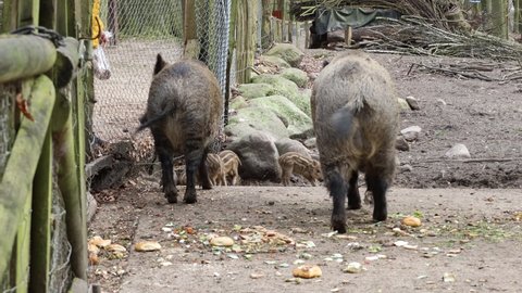 Wild boars being fed by people. Person feeding vegetables and other food to wild boars in enclosure in a Zoo. Wild pigs eating food.