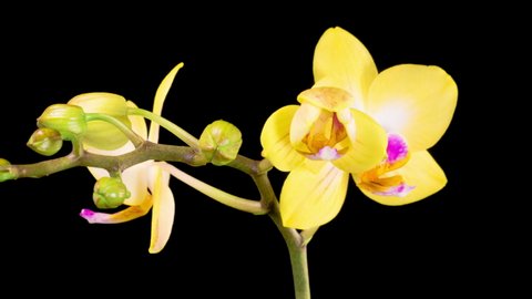 Orchid Blossoms. Blooming Yellow Orchid Phalaenopsis Flower on Black Background. Time Lapse. 4K.