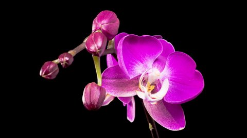 Orchid Blossoms. Blooming Purple Orchid Phalaenopsis Flower on Black Background. Time Lapse. 4K.