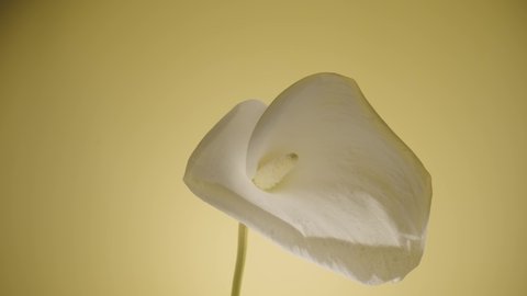 Single white calla flower on a stem on a yellow studio background. Bud of tender zantedeschia with curled petal and yellow stamen close up. Floral background for holiday, congratulations, birthday.