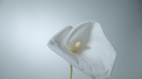 Single white calla flower on stem on white background. Bud of tender zantedeschia with curled petal and yellow stamen close up. Floral background for holiday, congratulations, birthday.
