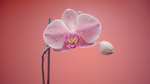 Exotic pink orchid flower wet with dew droplets on isolated red background. Camera zoom phalaenopsis with open flower and bud on stem. Orchid flower with delicate petals, stamens and pistils close up.