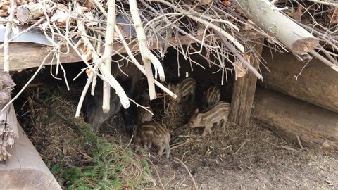 Wild boar making nest for her baby pigs. Family of wild boars with adult female and small piglets in a home preparing the floor
