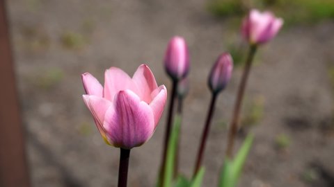 Tulips of a rare pink color in a flower bed sway in the wind. Spring morning sunny flowers macro close up footage