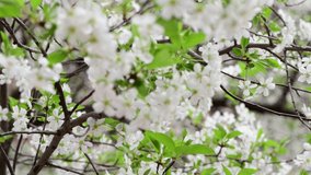 Nice white cherry spring flowers branch on tree macro nature awakening 4k video