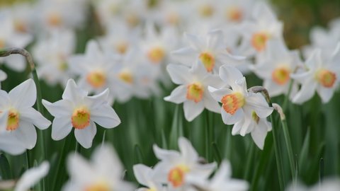 Nice medow with narcissus flowers at spring 4k video