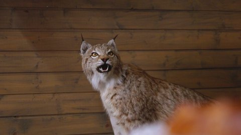 stuffed lynx. wild big cat. collecting. hunter trophy. wooden walls in the background