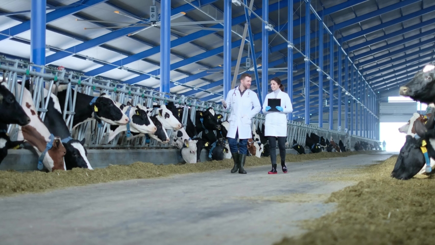 Veterinarians at cowshed at a farm checking cows and doing researches	 Royalty-Free Stock Footage #1089809233