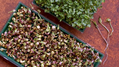 Mung bean sprouts and radish microgreens in germination trays. Top view, table spin.