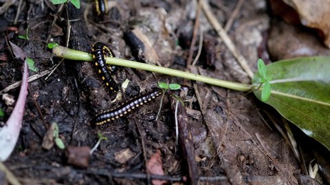 Keluwing or Ulat Gagak or black caterpillar or Spirostreptus walking on the ground.
