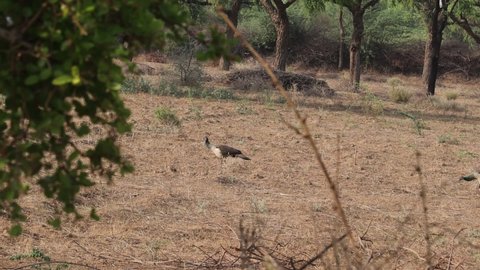 Video footage of peahens passing through the field