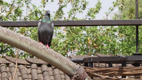 Video footage of A pigeon sitting on a pipe in the  hot summer