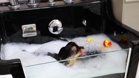 Dog groomer adds perfume in hot bubble bath with Spitz in pet salon