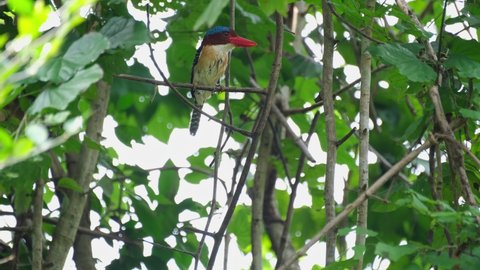 A male individual facing to the right perched within the tree, Banded Kingfisher Lacedo pulchella, Kaeng Krachan National Park, Thailand.