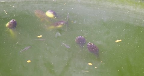 Static shot of Green Frog Tadpoles feeding with minnows.