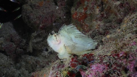 Leaf Scorpionfish and glass fishes on tropical coral reef at night,