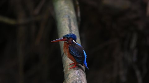 Seen seriously preening its front feathers several times, Blue-eared Kingfisher, Alcedo meninting, Kaeng Krachan National Park, Thailand.