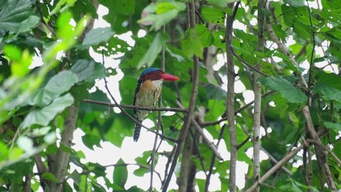 A male seen perched on a small branch cleaning its bill on the twig, Banded Kingfisher Lacedo pulchella, Kaeng Krachan National Park, Thailand.