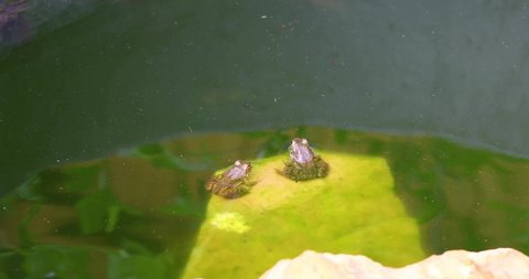 Static video of 2 juvenile green frogs on rocks and a tadpole.