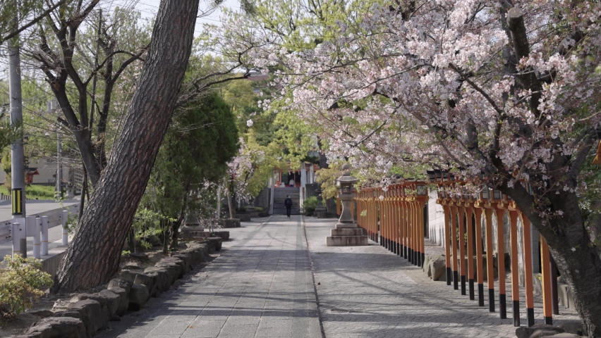Katayama Shrine in Suita, Osaka. Spring Sakura in Bloom
