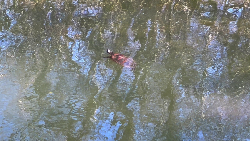 Turtle floating at the surface of a pond, swims left of frame, static shot