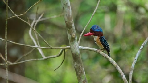 A male opening its crest while facing to the left in the forest, Banded Kingfisher Lacedo pulchella, Kaeng Krachan National Park, Thailand.