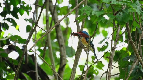 A male individual seen with a flying lizard ready to be delivered to its nestlings, Banded Kingfisher Lacedo pulchella, Kaeng Krachan National Park, Thailand.
