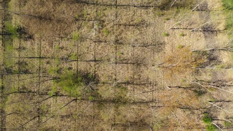 Top view aerial of cottonwood forest in spring during the bud break season, drone pov