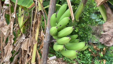 Green banana on tree in garden 