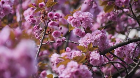 Sakura. Cherry blossoms blooming in Japan. Beautiful branches of pink Cherry blossoms on the tree. Beautiful Sakura flowers during spring season in the park. Nature floral background. Cherry blossoms