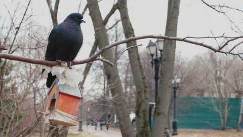 In the spring, in cloudy weather, a dark blue pigeon in the park sits on a bare branch with an orange birdhouse moving its head and three people walk away in the background.