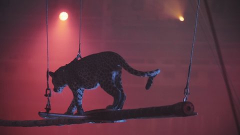 a trained leopard walks along a beam under the beams of spotlights, a circus performance