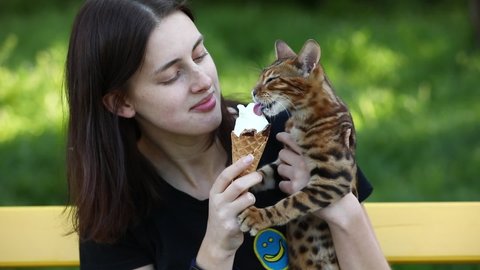 Girl with a cat eats ice cream. Hot Summer. Waffle ice cream. Friendship of girl and cat. Lick ice cream. bengal cat
