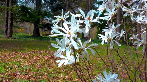 White magnolia flowers in the garden, slider shot