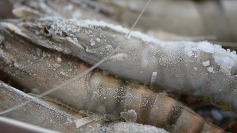 Tiger shrimps. Uncooked frozen king prawns