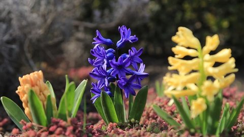 Video of spring purple and yellow  flowers  close up. Summer blue and peach blooming of hyacinth flower garden. Meadow primrose plants video in sunlight.