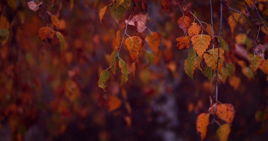 golden leaves of birch tree swaying on the wind in autumn forest. moody fall background Royalty-Free Stock Footage #1089816631