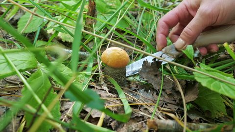 A mushroom picker cuts an edible mushroom (Leccinum versipelle) with a knife in the forest. Orange Birch Bolete growing in grass on meadow. Edible mushrooms hunting, picking, foraging, mushrooming