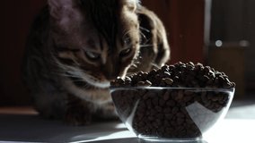 The cat eats dry food from a transparent bowl. Bengal cat has breakfast in the sun
