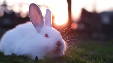 White bunny looking for grass in the field, adorable rabbit on a sunset background.