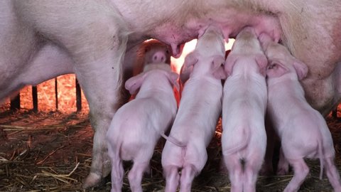 Little piglets suck milk on a pig farm. Adult pig feeds young piglets. 