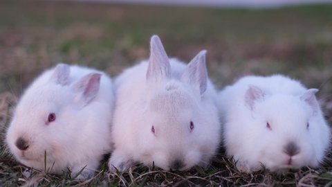 Group of little white rabbits in the sunlight. Beautiful bunnies on the grass