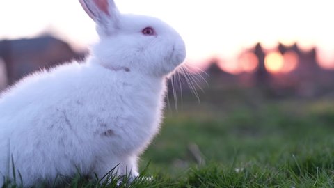 Beautiful white bunny in the sunlight walking on the grass. Beautiful rabbit.