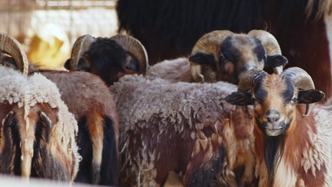Mammal Animal Sheep in Barn