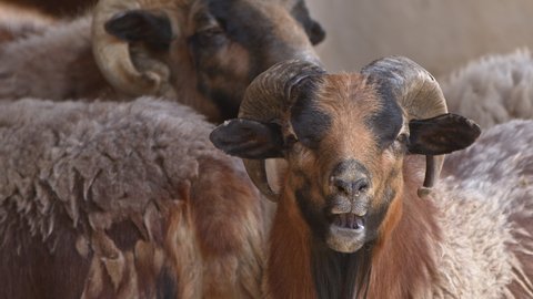 Mammal Animal Sheep in Barn